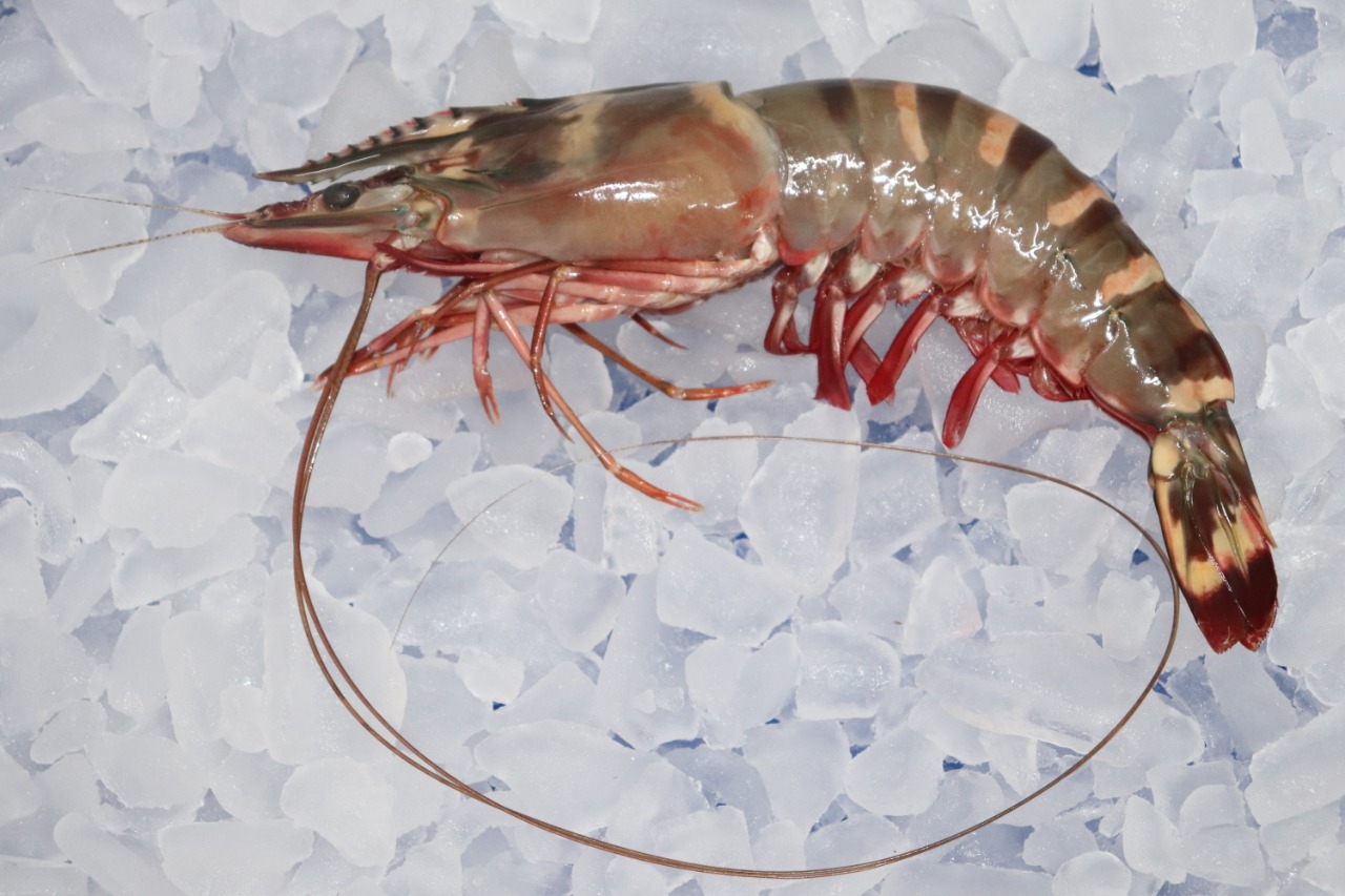 SEA TIGER HEAD ON SHELL ON SHRIMPS